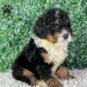 Bear, Mini Bernedoodle Puppy